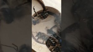 ООО "Пчелоколхоз" Кисловодск