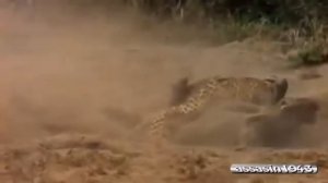 реальная Африка  леопард охотится на бородавочника 1
