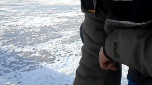 За окунем по первому льду ( озеро Синеглазово, ноябрь 2020_)