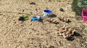 По птичьим вольерам разбежались сверчки!