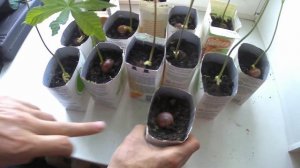 Каштаны проросли! Общий вид в кашпо.