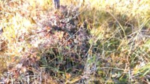 Поиск и сбор клюквы в болоте республики Коми