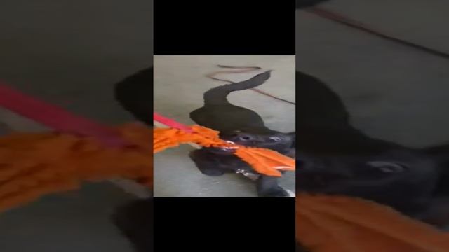 Вольфа учат добывать добычу!