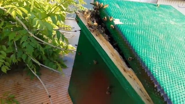 Пчелы "убийцы" смотреть онлайн