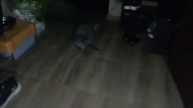 Алабай Рута и Ее любимые котики смотреть онлайн