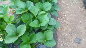 клубника альбион не подведет