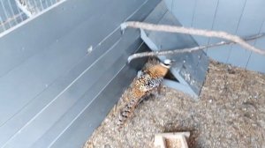 Королевский фазан. Полный комплект