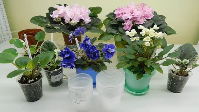 30 важных правил и советов по уходу за фиалками для начинающих фиалочников! смотреть онлайн