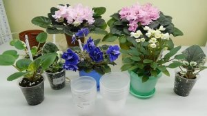 30 важных правил и советов по уходу за фиалками для начинающих фиалочников!