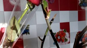 Детка орхидеи фаленопсис на срезанном цветоносе.