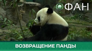 Китайцы с радостью встретили вернувшуюся после 20 лет в зоопарке США гигантскую панду