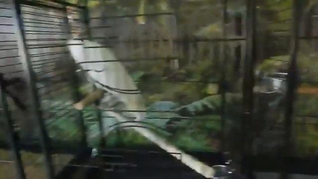 Приколы животные Дикие танцы!!!!! Funniest Animals смотреть онлайн