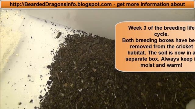 Cricket Breeding - The whole life cycle of crickets смотреть онлайн