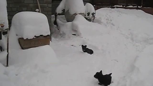 Щенки скотч-терьера смотреть онлайн