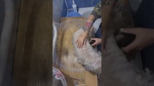 Grooming of the half-breed poodle Leopold