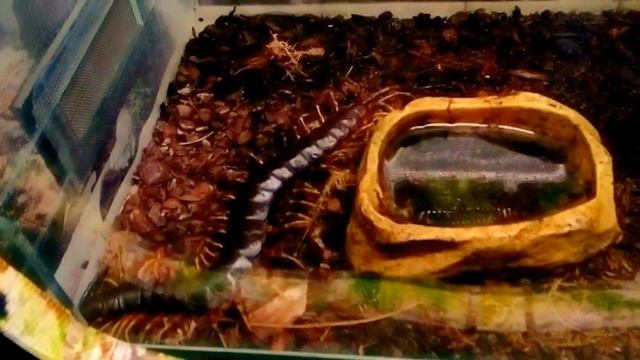 Сколопендра. смотреть онлайн