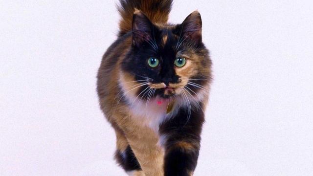 ТОЛКОВАНИЕ СНОВИДЕНИЙ - К чему видеть КОШКУ во сне? смотреть онлайн