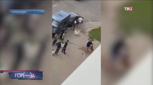 В Подмосковье бойцовские собаки загрызли йоркширского терьера / Город новостей на ТВЦ