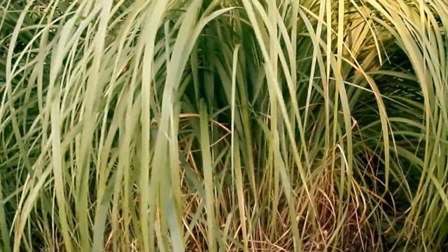 Spartyna Grzebieniasta (Spartina Pectinata)