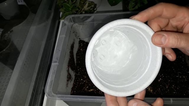 КОМНАТНЫЕ ЦВЕТЫ.И МОНСТЕРА ДАЛА КОРНИ!ДЕЛА ЦВЕТОЧНЫЕ.