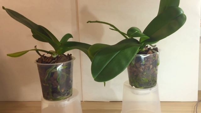 СОЧНЫЕ КОРНИ ОРХИДЕИ 2 полезных СОВЕТА смотреть онлайн