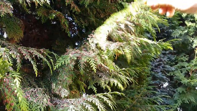 Pylenie tuji смотреть онлайн