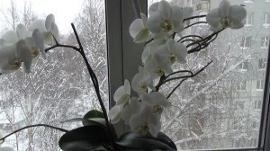 Как долго цветет орхидея? Flowering of my orchids Орхидея Orchids