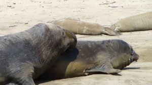 Elephant Seal, Año Nuevo State Park CA, Морские слоны