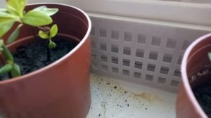 Черенки азалии прижились!! Мой первый опыт))