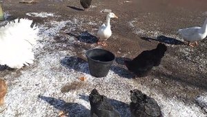 Метиленовый синий для сельхоз птицы