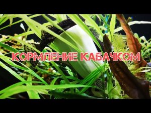 КОРМЛЕНИЕ АНЦИСТРУСОВ КАБАЧКОМ