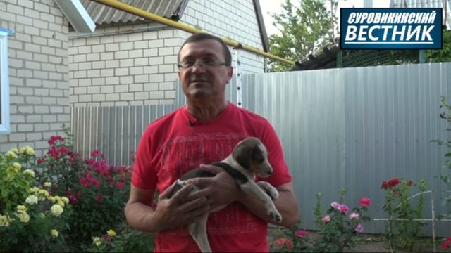 Охотничьи собаки - преданные друзья и верные напарники смотреть онлайн