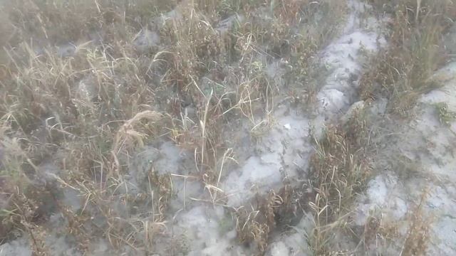 Гербицид + аммиачная селитра спустя 12 дней.