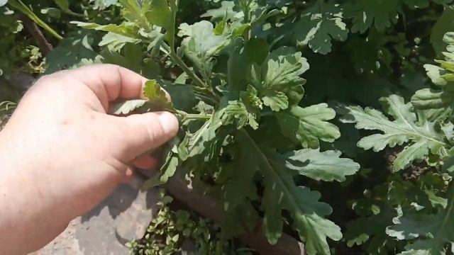 хризантема на продажу мелкоцветковая все выпуски от а до я смотреть онлайн