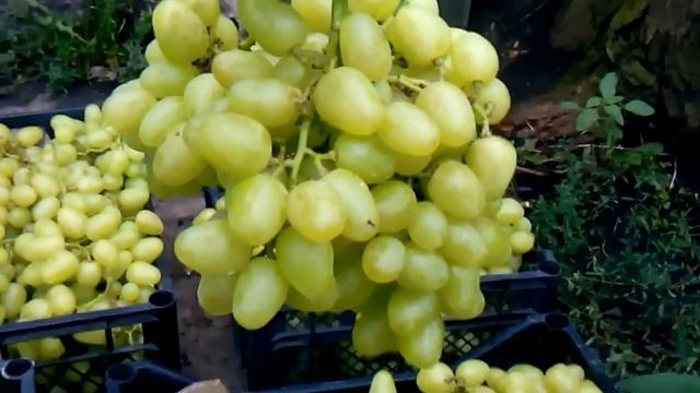 сорт винограда для рынка