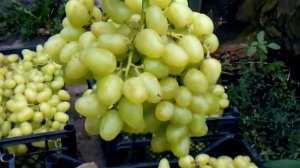 сорт винограда для рынка