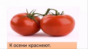 Загадки "Дары осени"