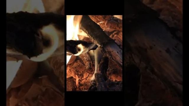 Природа. Звук костра в лесу ранним утром