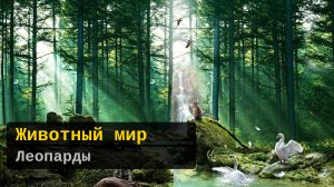 Животный мир. Леопарды