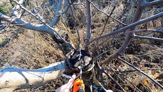 Раненые деревья. Ампутация частичная и полная.