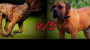 БРАЗИЛЬСКИЙ ФИЛА ПРОТИВ БУРБУЛЯ - КТО ПОБЕДИТ!!! // Батл собак//(ANIMALS BATTLE BIT).