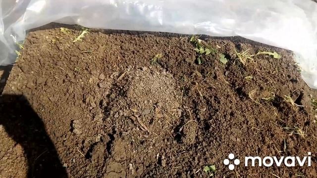 Подготовка грядок для посадки тыкв и кабачков на целине/ без полива и прополки.