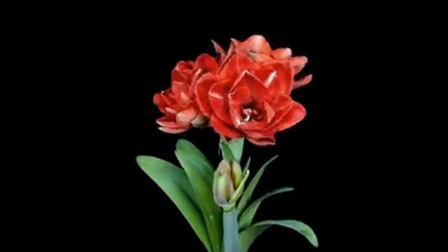 Amaryllis Cherry Nymph Timelapse смотреть онлайн