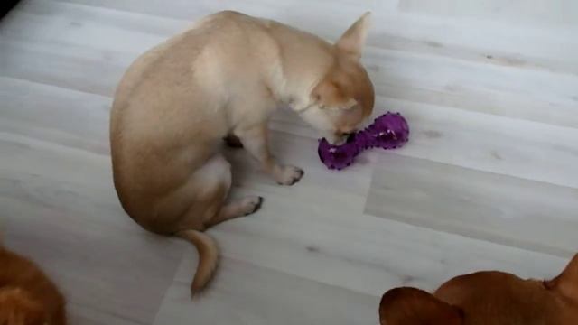 Игрушка Трикси гантеля для лакомства смотреть онлайн