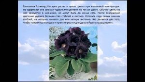 Глоксиния "Голливуд" — фиолетовая красавица