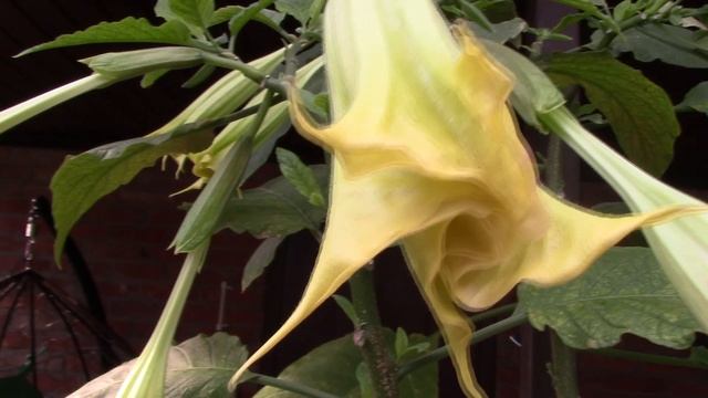 Бругмансия.mp4 смотреть онлайн