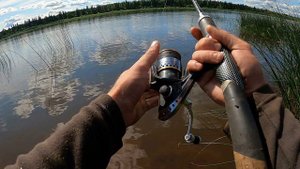 рыбалка в камышах