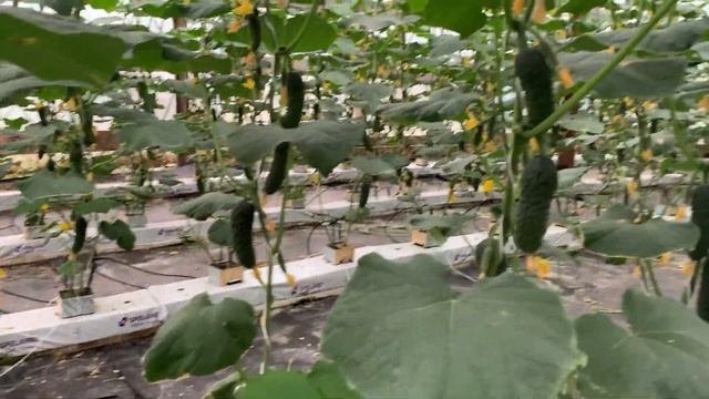 Сколько мы собрали огурца за 3 дня. Начинаем подтапливать в теплицах.Огурец Северин F1,огурец Седри