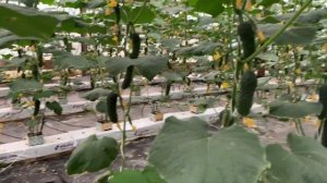 Сколько мы собрали огурца за 3 дня. Начинаем подтапливать в теплицах.Огурец Северин F1,огурец Седри