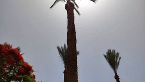 Отель Continental Hurghada Resort? семейный отель в Хургаде?️hotel in Hurghada